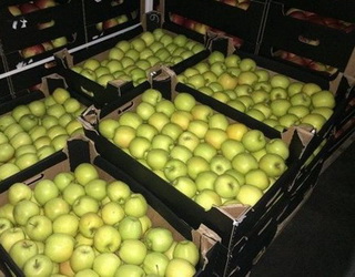 Які сорти яблук успішно продаються до Іраку